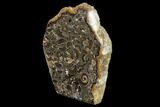 Polished Ammonite (Promicroceras) Slab - Marston Magna Marble #131991-2